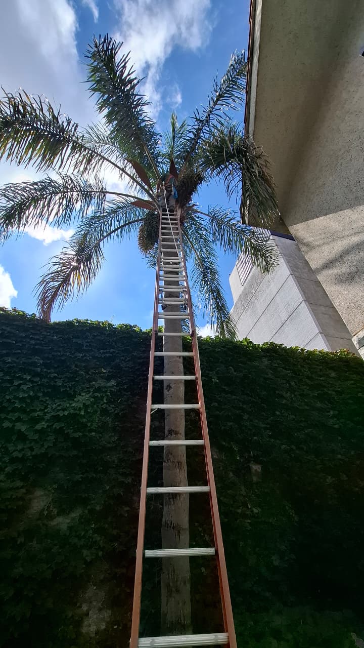 Árboles · trabajos en altura — Ang Garden's, servicio de jardinería en Rosario, Funes y Roldán
