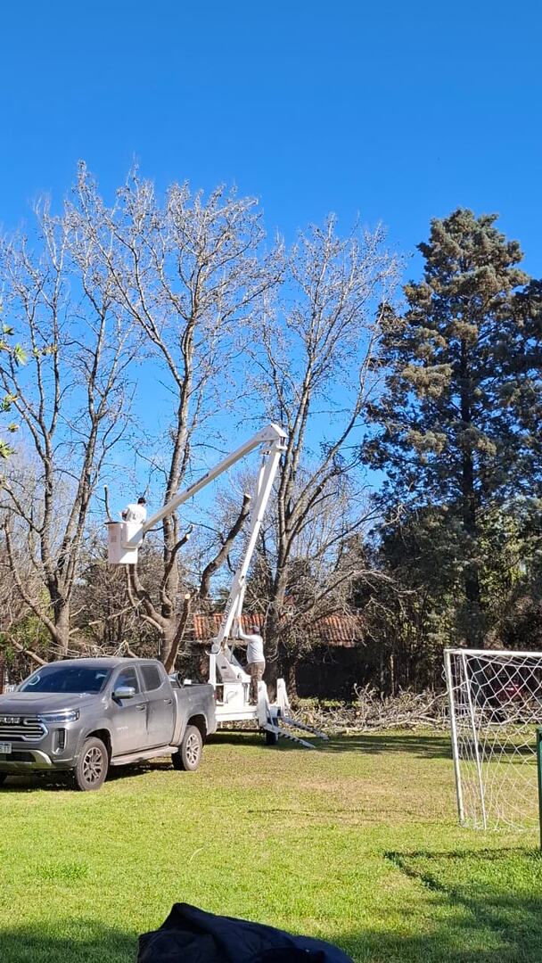 Poda de un árbol seco con plataforma elevadora sobre camioneta